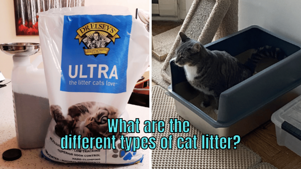 Explained - Different Kinds of Cat Litter For Your Furry Friend