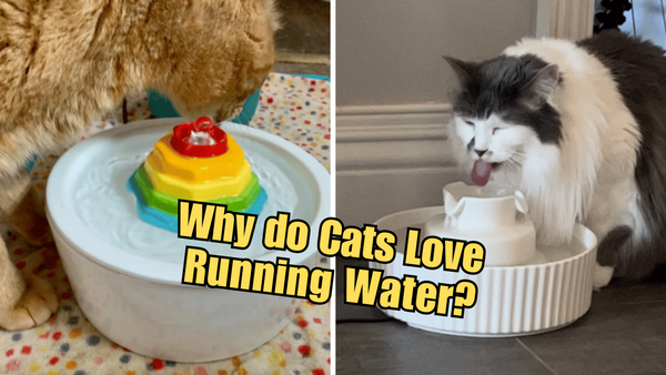 The Mysteries of a Cat's Water Drinking Habits Unveiled!