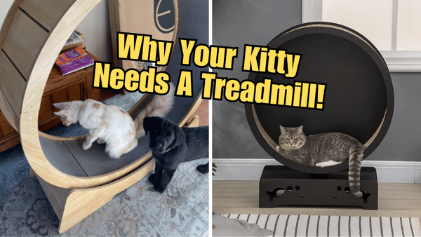 Cat on a Treadmill: the Newest Trend in Feline Fitness!