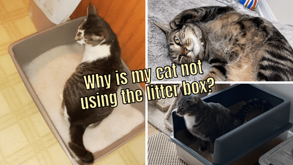 How to Decode Your Cat's Litter Box Behavior