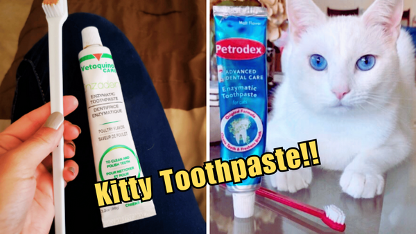 Kitty Smile Brightly: Rating The Top 5 Best Cat Toothpastes