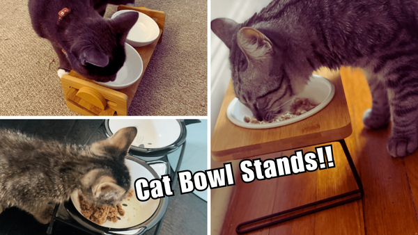 Meow-gical! 7 Cat Bowl Stands You'll Fall in Love With