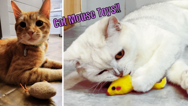 Mousing Around: 6 Cat Mouse Toys to Get Your Cat Purring!