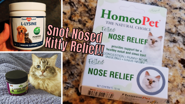 Meow-velous! 5 Decongestant Solutions for Coughing Cats