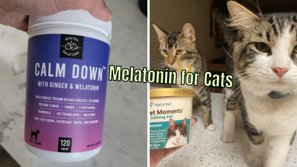 Catnap Bliss: Reviewing 5 Melatonin Supplements For Cats