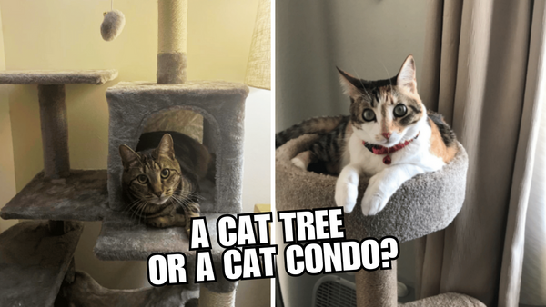 Cat Condos vs Cat Trees: Which One Will Your Cat Prefer?