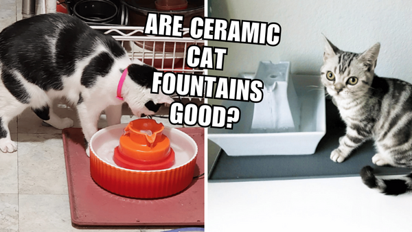 Drink Up! The Health Benefits of Ceramic Cat Fountains