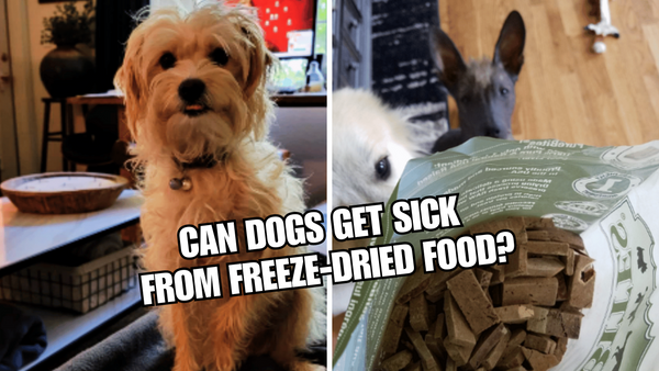 Is Freeze-Dried Dog Food Safe? What You Need to Know