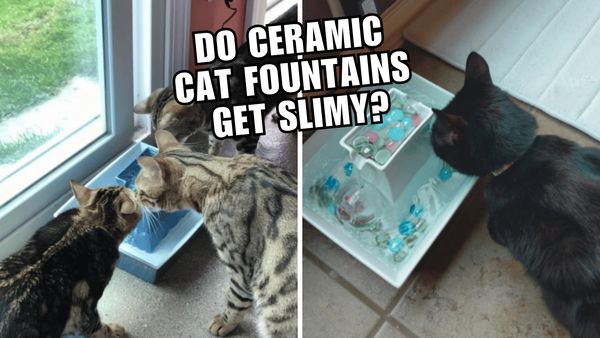 Stop the Slime: Tips To Keep Your Ceramic Cat Fountain Clean