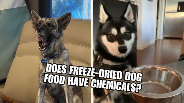 Freeze-Dried Dog Food: A Chemical Culprit or Nutritious Meal?