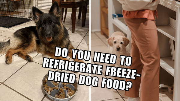 Keep It Cool: Should You Refrigerate Freeze-Dried Dog Food?