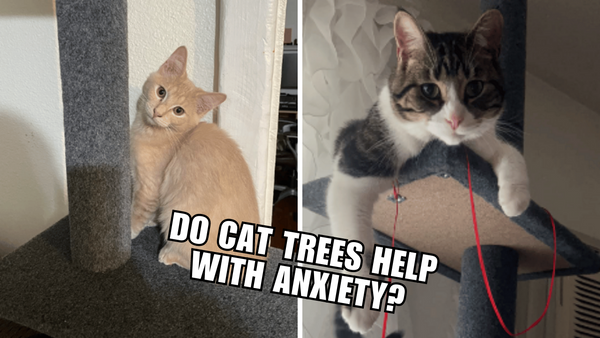 Calm Kitty: Do Cat Trees Ease Anxiety?