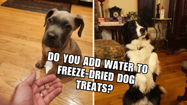 The Great Debate: How to Serve Freeze-Dried Dog Treats?