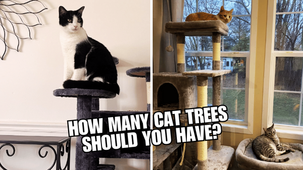 Cat Tree Conundrum: One or Two for Your Kitty Crew?