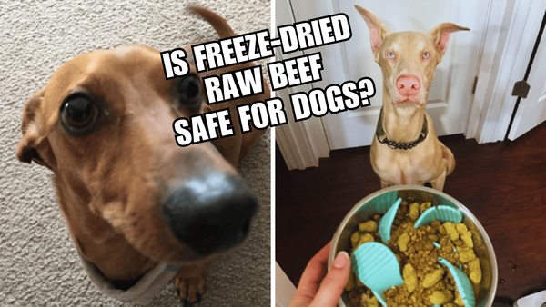 A Closer Look at Freeze-Dried Raw Beef: Is It Safe for Dogs?