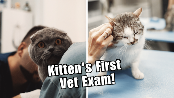 What to Expect During Your Kitten's First Veterinary Exam