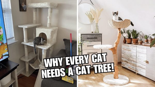 Why Your Cat Needs a Cat Tree More Than You Think!