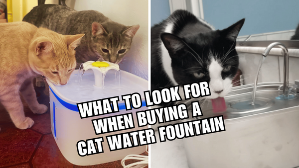 What to look for when buying a cat water fountain?