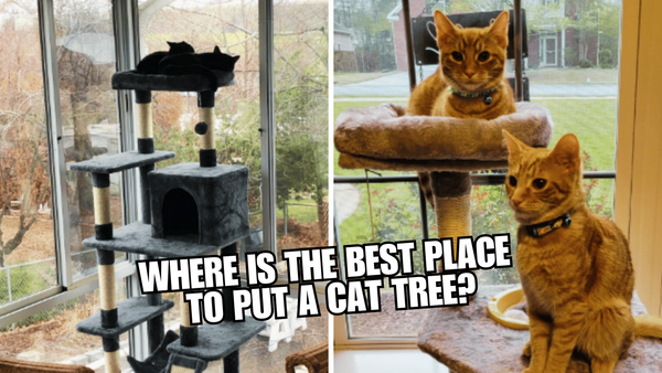 Where is the Best Place to Put a Cat Tree?