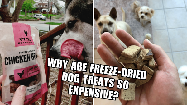 Are Freeze-Dried Dog Treats Worth the Splurge?