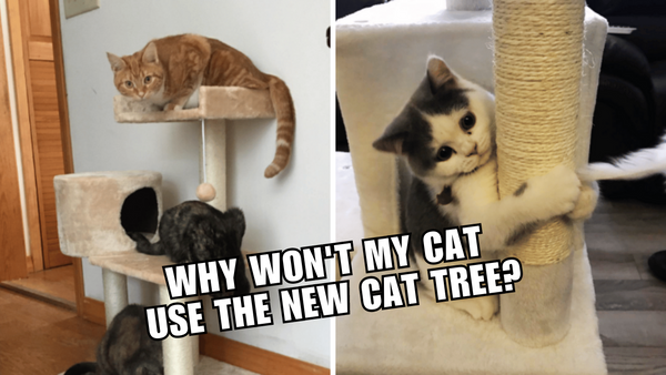 The Ultimate Guide to Getting Your Cat to Love Their Tree