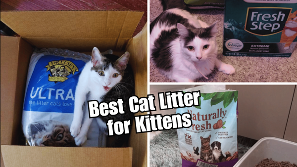 Kitten Kapers: The Top 5 Best Cat Litters for Kittens