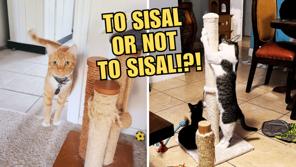 To Sisal or Not to Sisal: Is it Safe for Your Cats?