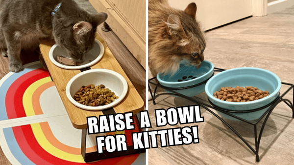 Elevated Cat Bowls: The Key To Happy, Healthy Kitties?