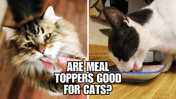 The Must-Know Guide to Feeding Your Cat Toppers