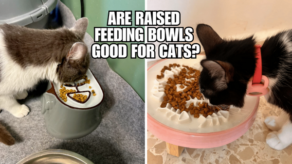 Are Raised Feeding Bowls Good For Cats?