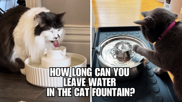 Discover the Secret to Fresh Cat Fountain Water