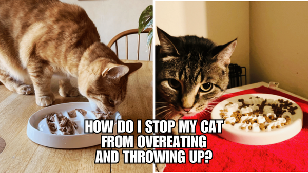 How do I stop my cat from overeating and throwing up?