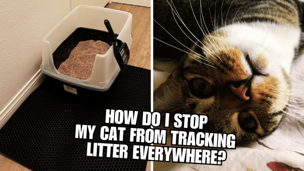 How Do I Stop My Cat From Tracking Litter Everywhere?