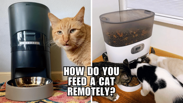 How to Feed Your Cat Remotely: An Extensive Guide