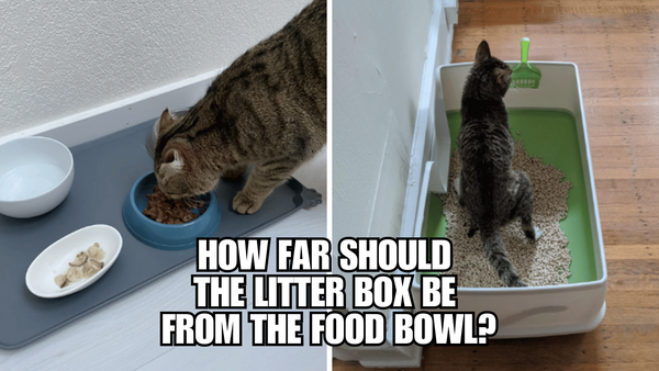 How Far Should The Litter Box Be From The Food Bowl?