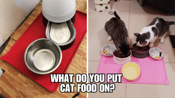 Choosing the Right Platform for Your Feline's Feast