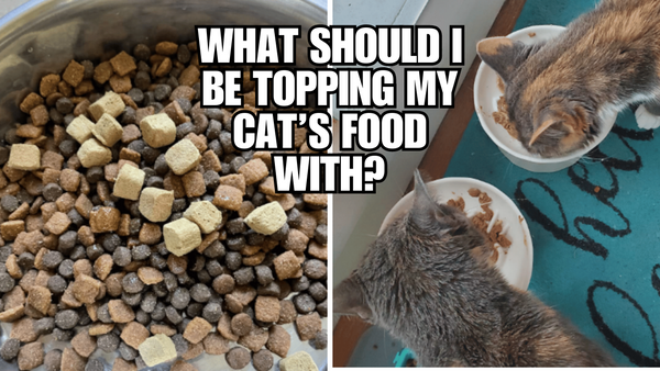 Upgrade Your Cat's Dinner with Tasty Toppings