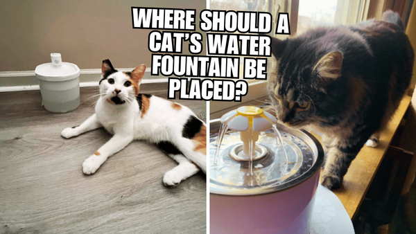 A Complete Guide to Where to Put Your Cat's Water Fountain