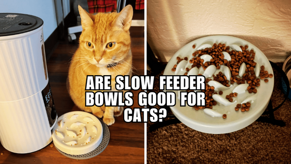 Are Slow Feeder Bowls Good For Cats?