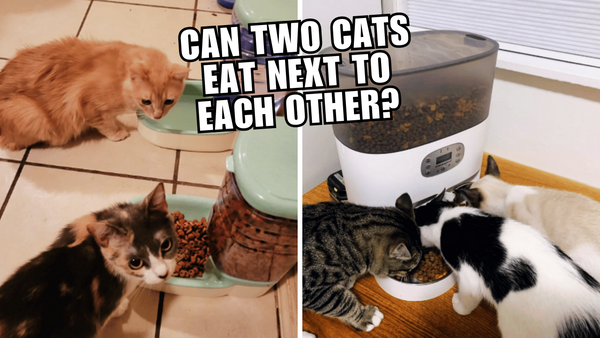 Feline Food Fight: Managing Mealtime with Multiple Cats