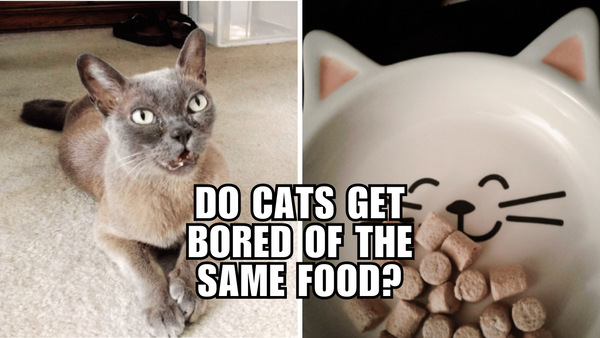 Are You Boring Your Cat's Taste Buds? Find Out Here!