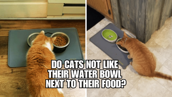 Why Your Cat May Dislike Having Its Water Bowl Next to the Food