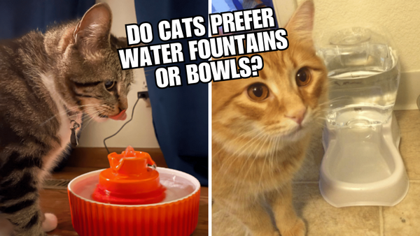 The Great Cat Water Debate: Fountains vs Bowls