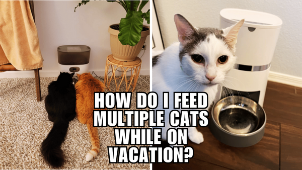 Feeding Felines While Away: A Cat Owner's Guide