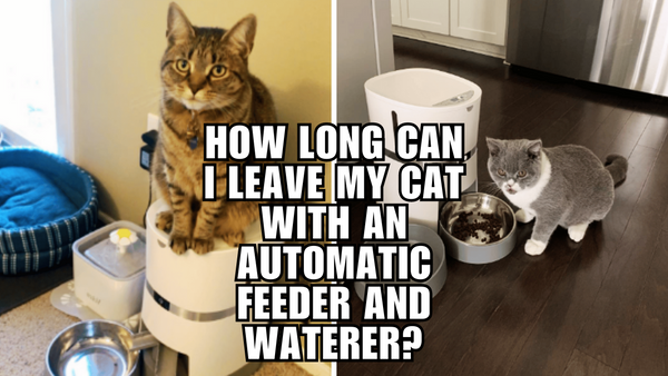 Feed the Kitty: Automatic Feeder Dos and Don'ts