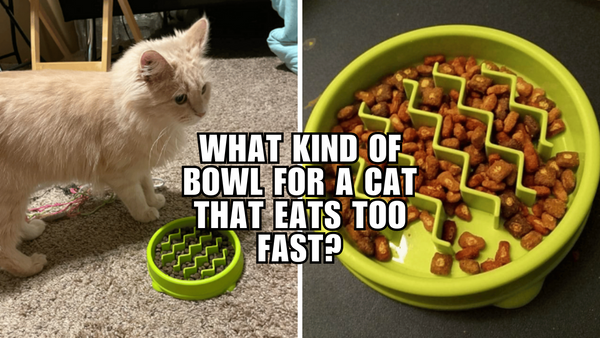 What kind of bowl for a cat that eats too fast?