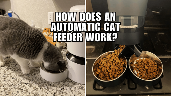 A Cat Owner's Guide to Automatic Feeders: How Does It Work?