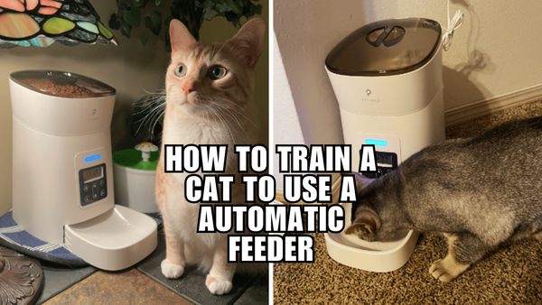 Training 101: Get Your Cat Purring Over An Automatic Feeder