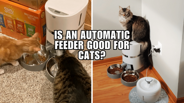 Is an Automatic Feeder Good for Cats?