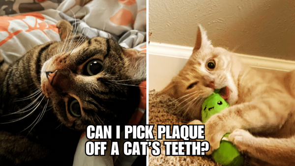 The Ultimate Guide to Removing Cat Plaque Safely